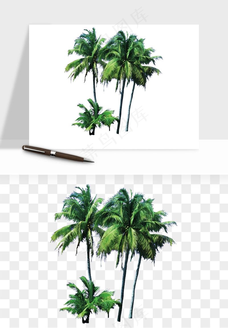 棕榈树椰树png免抠