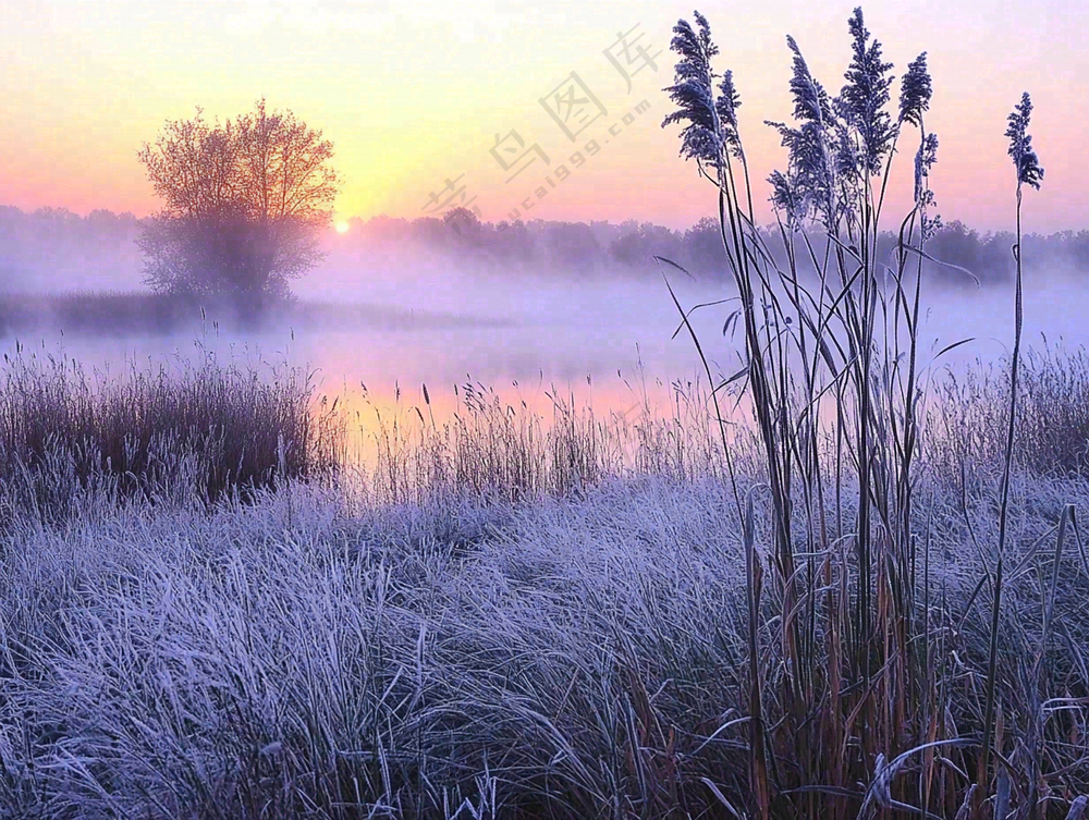 清晨河边雾气朝霞芦苇草地摄影图