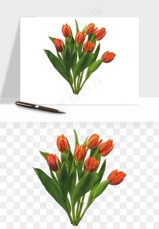 荷兰郁金香鲜花png免抠