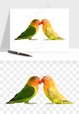 鹦鹉八哥鸟宠物png免抠