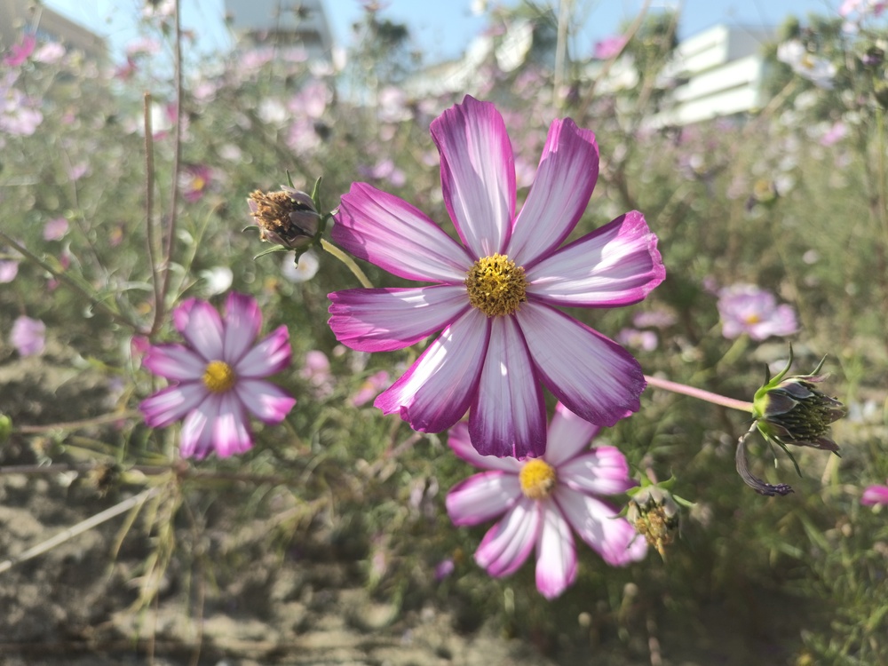 大朵的格桑花