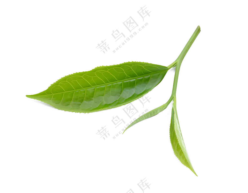 绿叶免抠元素