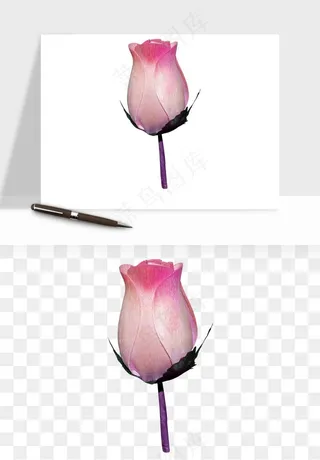 复古鲜花玫瑰png免抠