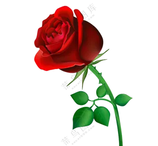 红色的玫瑰花