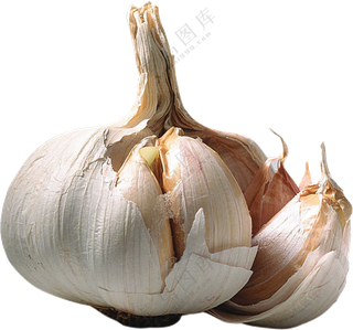 有些许发芽的大蒜食材免抠图片素材