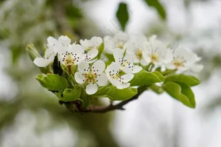 白色梨花微距特写