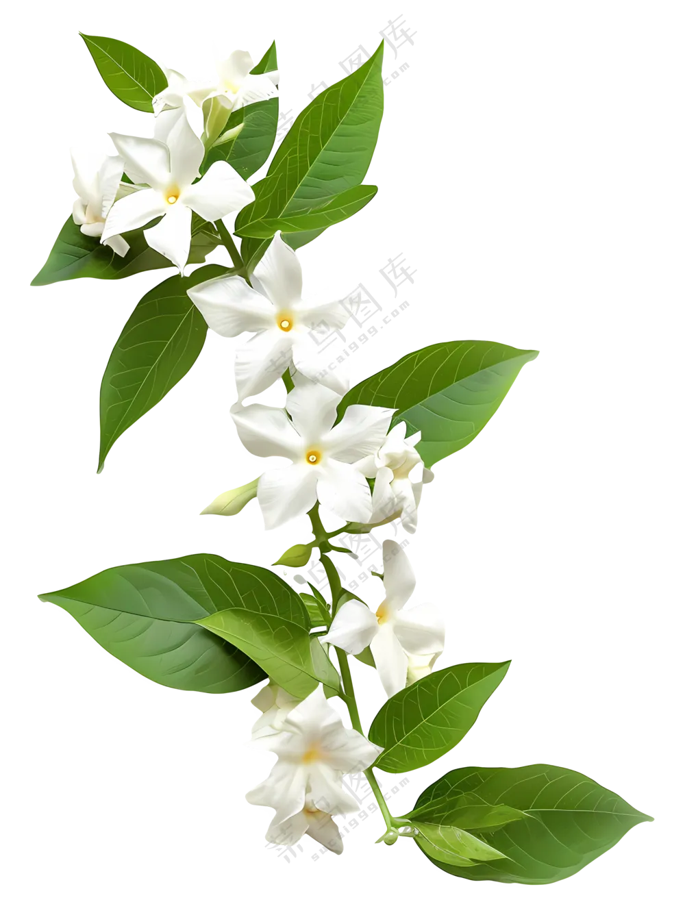 树枝上的白色花朵
