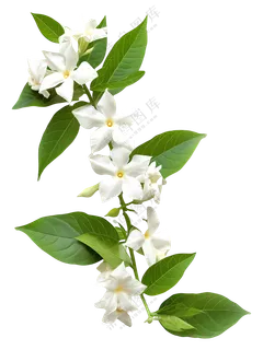 树枝上的白色花朵