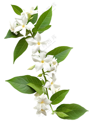 树枝上的白色花朵