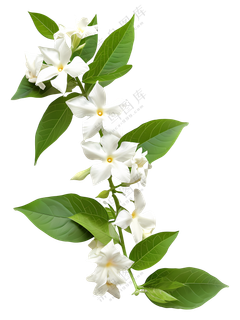 树枝上的白色花朵 树枝上的白色花朵