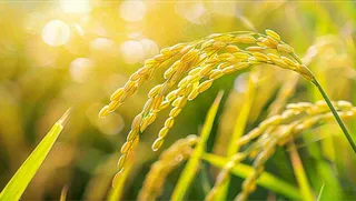 稻田稻谷稻穗粮食收成小满芒种世界粮食日摄影图