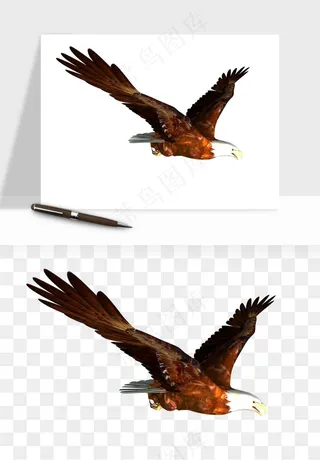 老鹰雄鹰展翅png免抠