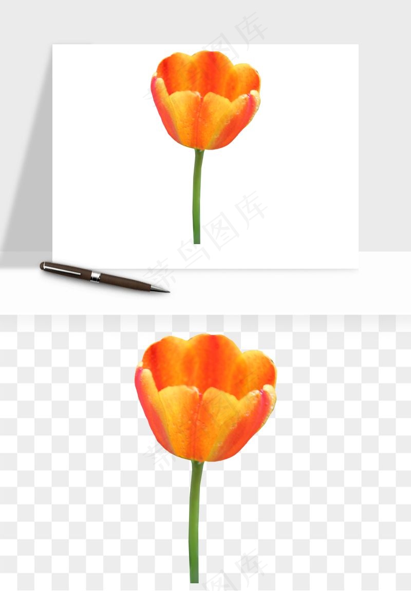 荷兰郁金香鲜花png免抠