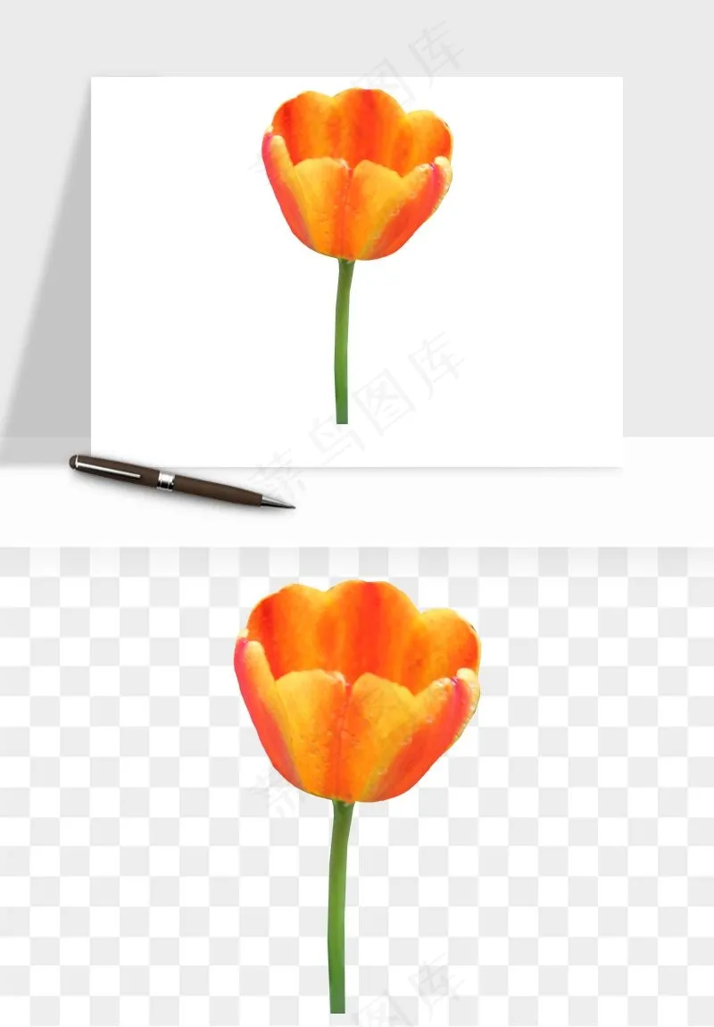 荷兰郁金香鲜花png免抠