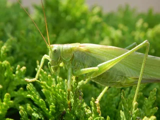 绿蚱蜢栖绿叶·自然写实·鲜绿生态·科普展示
