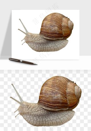 蜗牛动物png免抠