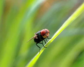 翠绿草尖的红褐色小精灵