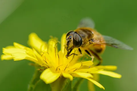 黄色蒲公英上的勤劳蜜蜂