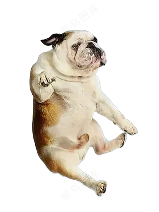 png免抠搞笑有趣动物