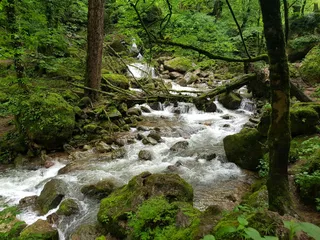 翠林溪流：自然野趣的绿意画卷