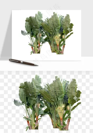 棕榈树椰树png免抠