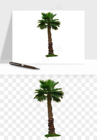 棕榈树椰树png免抠