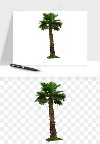 棕榈树椰树png免抠