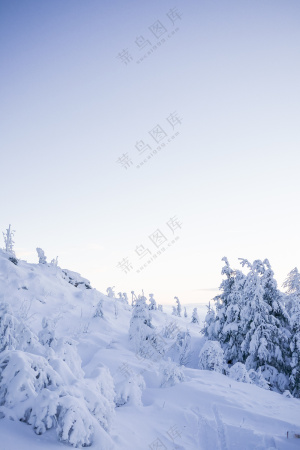 被白雪覆盖的树木风景