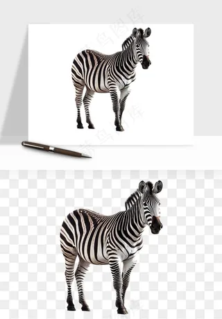 斑马动物png免抠