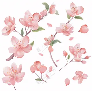 春天粉色花朵树枝插画免抠