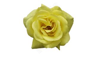 免抠花卉  半开的黄色月季 