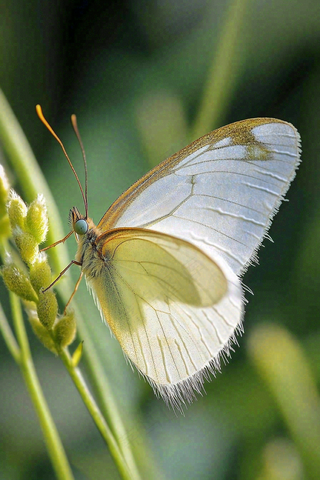 蝴蝶昆虫春天植物摄影图