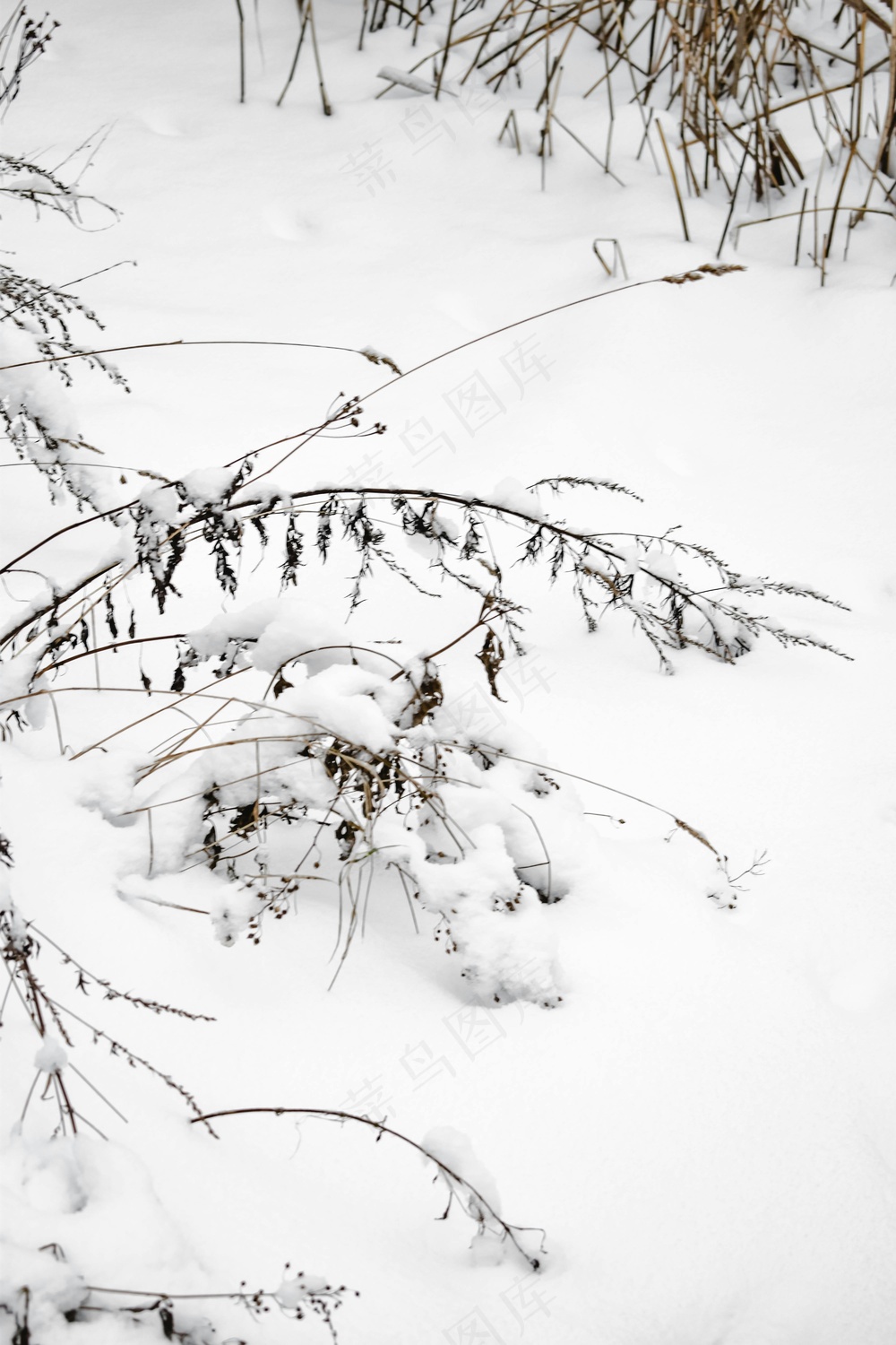 覆盖着雪的孤独草丛