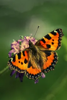 翠翼翩翩舞花间