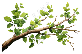带叶子的绿色树枝