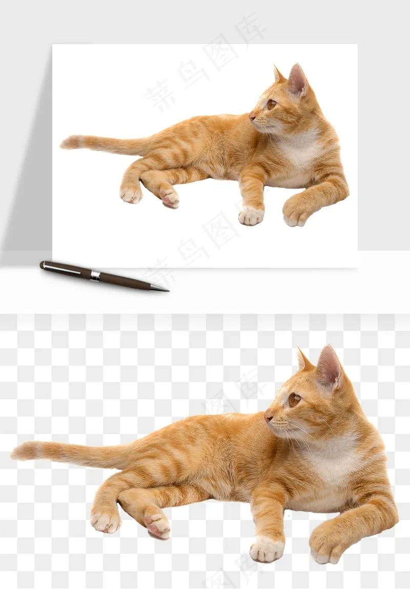 猫咪喵星人狗狗宠物元素png免抠