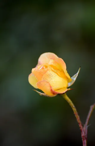 含苞待放黄色玫瑰花苞图片