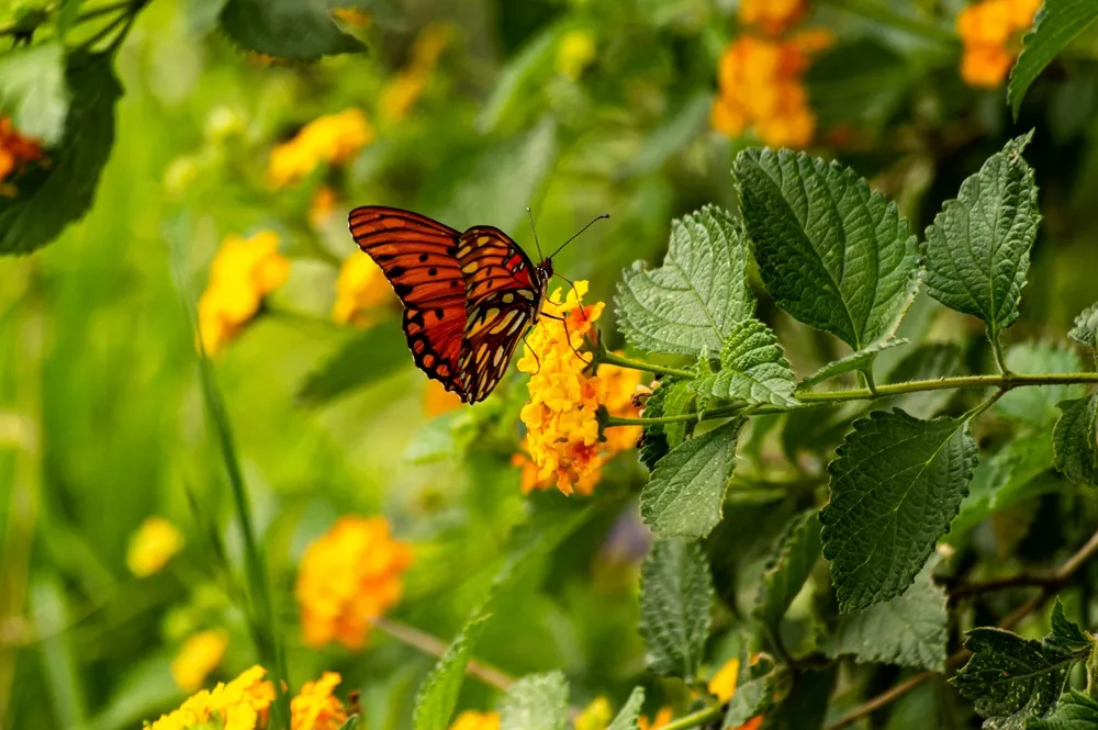 翠绿花丛中的彩蝶
