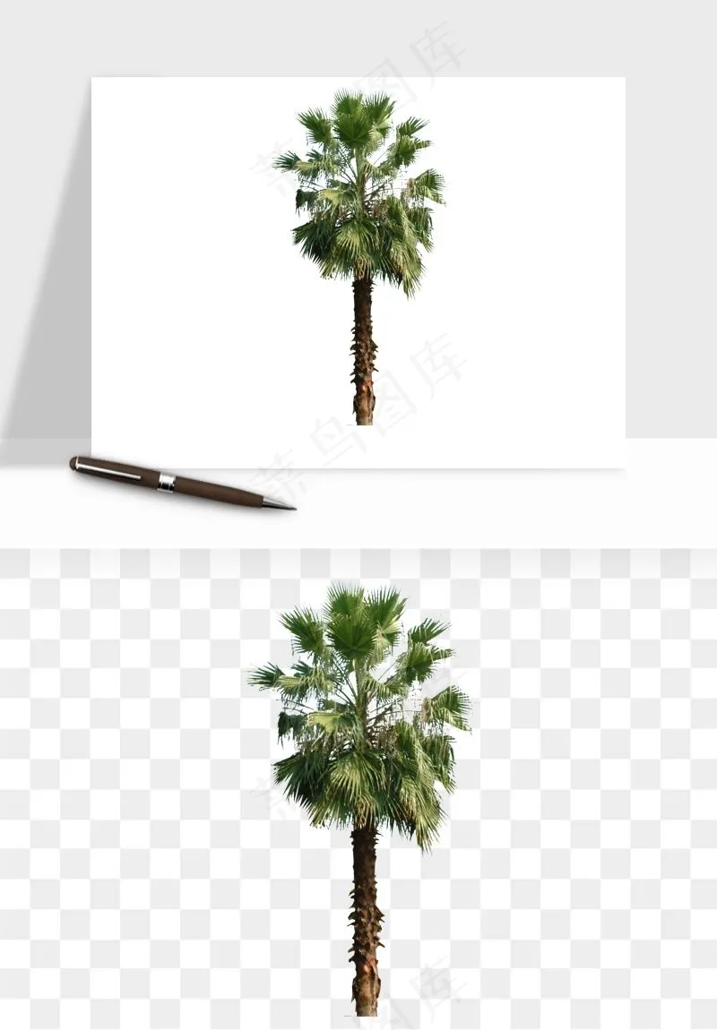 棕榈树椰树png免抠
