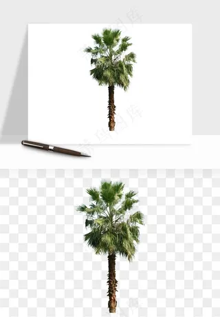 棕榈树椰树png免抠