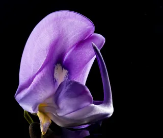 紫色梦幻般的鸢尾花