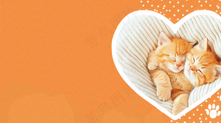 宠物常识宠物攻略猫狗卡通插画背景