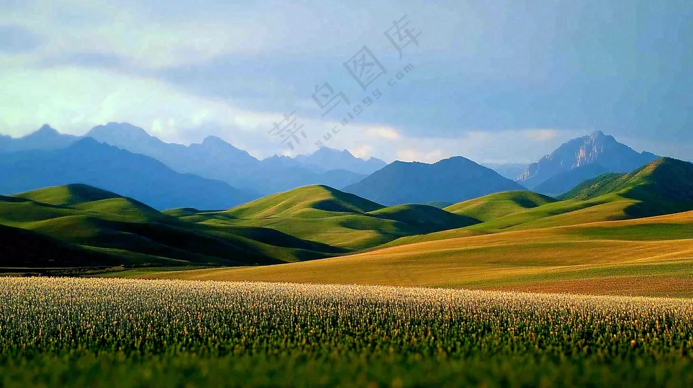 立秋高山草甸黄色山峦风景摄影图