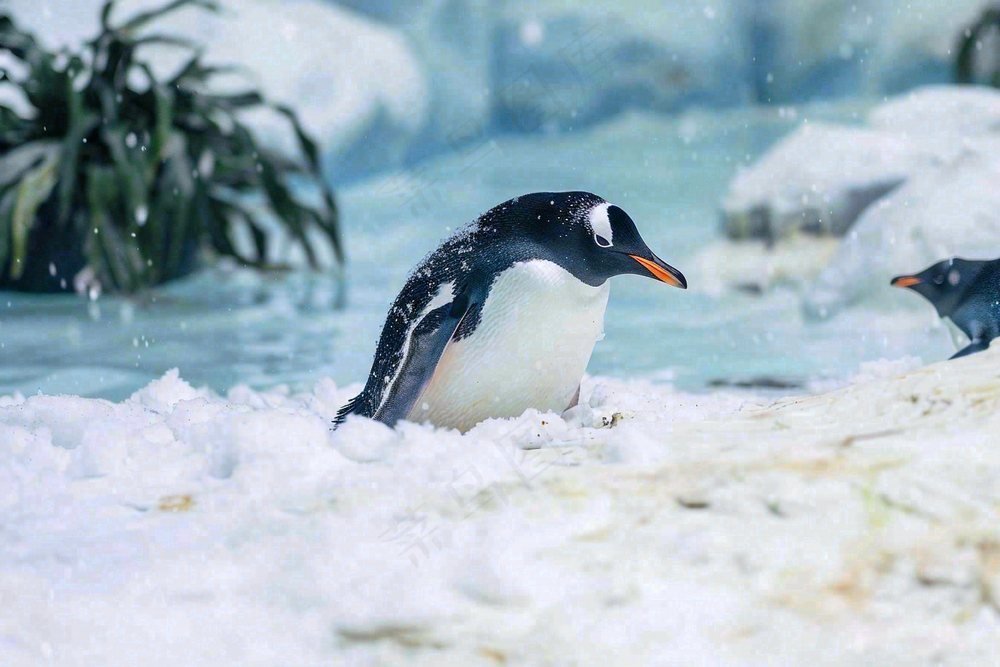 海洋馆动物园冰雪天地的企鹅寒冷动物摄影图