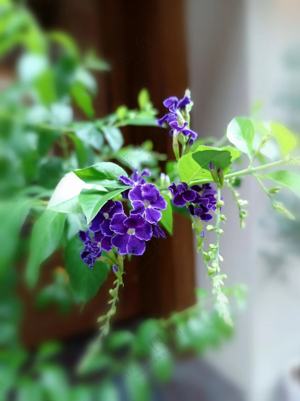 清新花卉假连翘