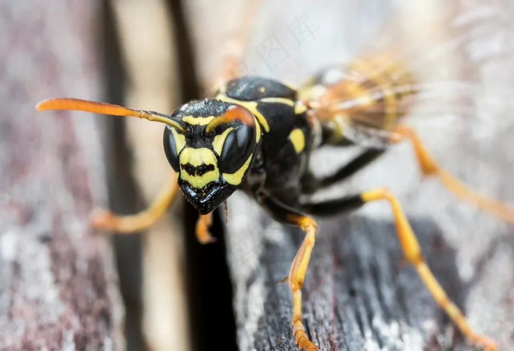 细密纹理中的自然之美