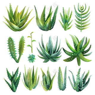 各种芦荟植物
