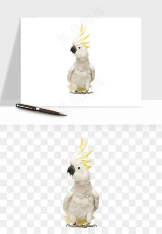 鹦鹉八哥鸟宠物png免抠