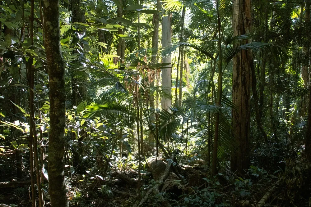 绿野仙踪:雨林探秘的自然乐章 绿野仙踪:雨林探秘的自然乐章