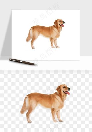 猫咪喵星人狗狗宠物元素png免抠